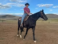 Kanca, National Show Horse — 2. fotó
