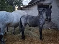 母马, Horses — 照片 5