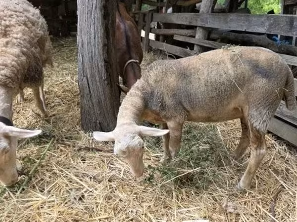 نعجة, Luzein sheep — هنغاريا