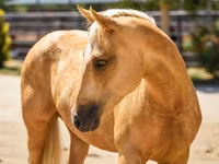 Kanca, Quarter Horse — 4. fotó