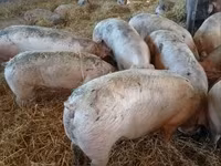 सूअर (लॉट, लिंग निर्दिष्ट नहीं), Крупная белая — फ़ोटो 8