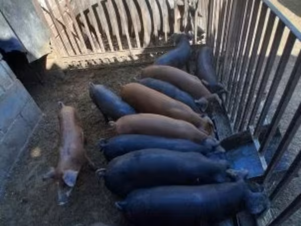 Boar, Pigs