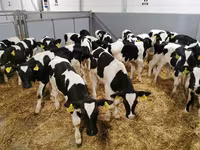 Tehén, Russian Black pied cattle — 8. fotó