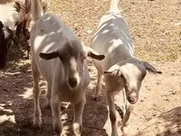 Ziegenbock, Alpine goat — Foto 2