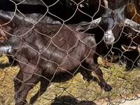 Kozel, Nubian Goat — foto 4
