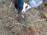 बकरी, LaMancha goats — फ़ोटो 5