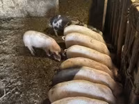 Pigs (batch, sex not specified), Pigs — photo 3