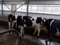 Tehén, Holstein fajta — 1. fotó