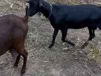 Ziegenbock, Murcia-Granada goats — Foto 3