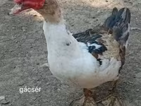 Ducks — zdjęcie 2