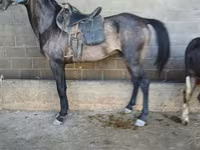 حصان, Arabian horse — الصورة 1