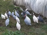 Chickens — Foto 2