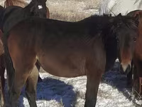 Atlar (partiya, cinsi göstərilməyib), Horse breed — foto 3