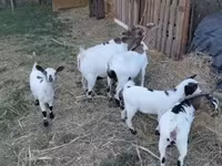公山羊, Dutch Landrace goats — 照片 3