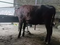 Cow, Kalmyk breed — photo 5