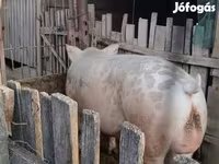 Boar, Pigs — photo 2
