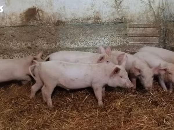 Sow,  — Hungary