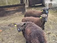 Schaf, Southdown sheep — Foto 4