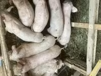 猪（批次，未指定性别）, Pigs — 照片 4