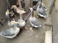 Geese — फ़ोटो 1