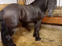 Hing, Friesian — 2. fotó