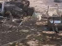Geese — zdjęcie 6