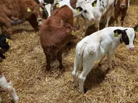Bika, Limousin tehén — 2. fotó