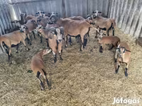كبش, Cameroon sheep — الصورة 2