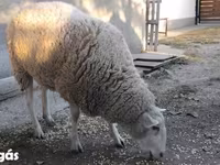 Sheep, Sheep — photo 3