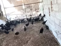 Chickens — 照片 2