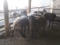Widder, Arabi sheep — Foto 5