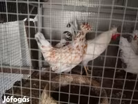 Chickens — الصورة 3