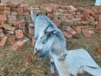 Nőstény kecske, Nubian Goat — 1. fotó