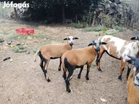 Ram, Cameroon sheep — photo 6