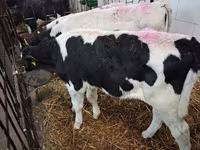 Bika, Simmental cattle — 6. fotó