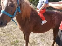 Yegua, Caballos — foto 4