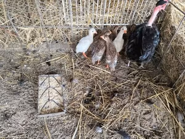 Guinea fowl — Ungarn