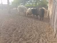 Kos, Racka sheep — 2. fotó