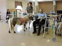 Stute, Miniature horse — Foto 2