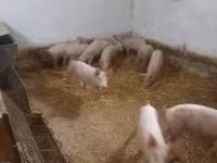 Schweine (Partie, Geschlecht nicht angegeben), Крупная белая — Foto 2