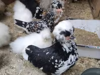 Chickens — الصورة 6