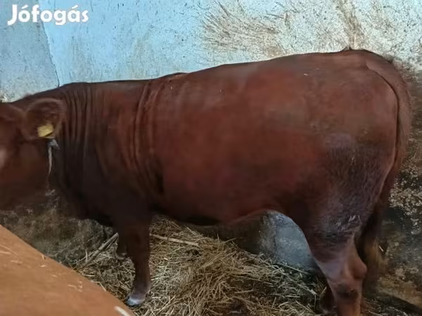 Tehén, Limousin tehén — Magyarország