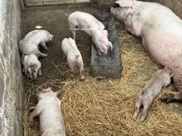 Schweine (Partie, Geschlecht nicht angegeben),  — Ungarn