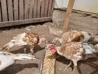 Turkeys — photo 1