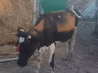 गाय, जंगली याक — फ़ोटो 2