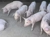خنزيرة, Дюрок — الصورة 4