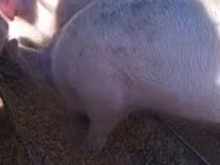Sow, Pigs — photo 3