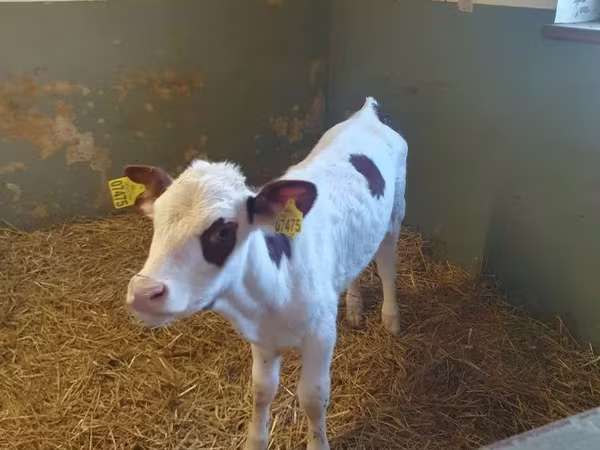 Krava, Simmental cattle