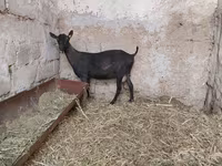 Goat, Murcia-Granada goats — photo 7