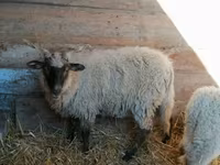 Ovelha, Racka sheep — foto 2